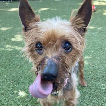 Midge -  Yorkshire Terrier Dog for Adoption in Providence, Rhode Island - Midge | PetCurious