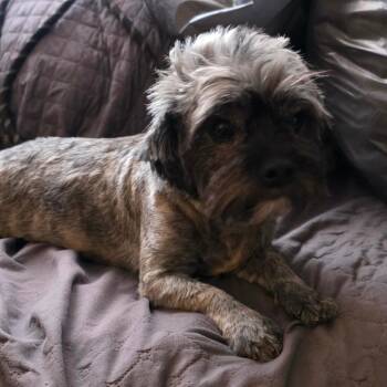 Poteau -  Shih Tzu Dog for Adoption in Goltry, Oklahoma - Poteau | PetCurious