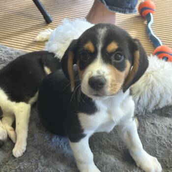 SPARKY -  Beagle Dog for Adoption in Rossford, Ohio - SPARKY | PetCurious
