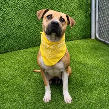 Coco -  American Staffordshire Terrier and Mixed Breed Dog for Adoption in Oak Point, Texas - Coco | PetCurious