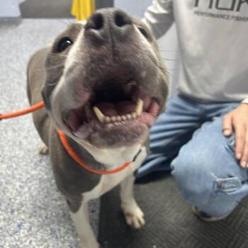 Jayda 26-0126 -  Pit Bull Terrier Dog for Adoption in Yanceyville, North Carolina - Jayda 26-0126 | PetCurious