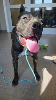 Carmen Yrly 327 -  Cane Corso Dog for Adoption in Sidney, Ohio - Carmen Yrly 327 | PetCurious