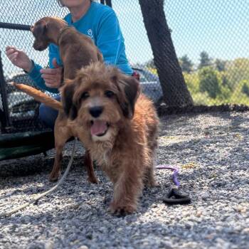 Mixed Breed Dogs Available for Adoption in York, Pennsylvania - Almond | PetCurious