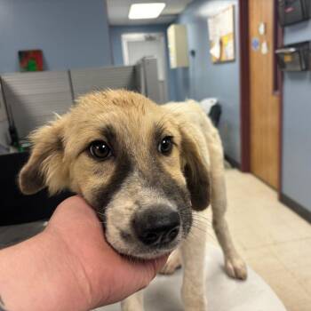 Napoleon -  Great Pyrenees and Mixed Breed Dog for Adoption in Saint Joseph, Missouri - Napoleon | PetCurious
