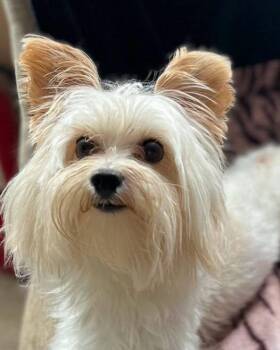 Blu -  Yorkshire Terrier Dog for Adoption in Egg Harbor City, New Jersey - Blu | PetCurious