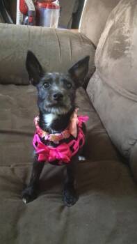 Cairn Terrier and Miniature Schnauzer Dogs Available for Adoption - Gracie | PetCurious