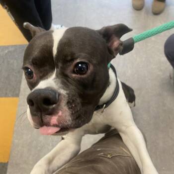 Gomer -  Mixed Breed Dog for Adoption in Philadelphia, Pennsylvania - Gomer | PetCurious