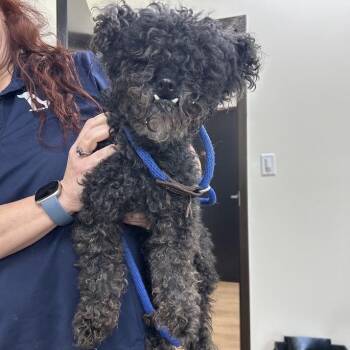 SVAS-Stray-39486 -  Poodle and Mixed Breed Dog for Adoption in Lyndhurst, Virginia - SVAS-Stray-39486 | PetCurious