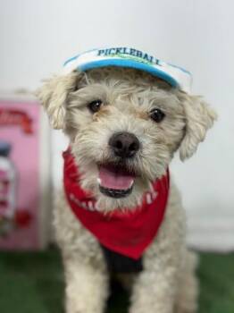 Muffy-One of our Amazing Rescue Dogs -  Poodle and Maltipoo Dog for Adoption in Carlsbad, California - Muffy-One Of Our Amazing Rescue Dogs | PetCurious