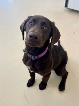 Labrador Retriever Dogs Available for Adoption - Nala | PetCurious