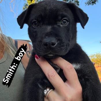 Smith -  Pit Bull Terrier Dog for Adoption in Lincoln, California - Smith | PetCurious