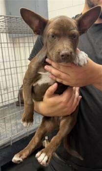 CHRIS -  Cardigan Welsh Corgi and Mixed Breed Dog for Adoption in San Bernardino, California - CHRIS | PetCurious