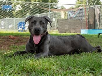 Chino -  Mixed Breed Dog for Adoption in Myrtle Beach, South Carolina - Chino | PetCurious