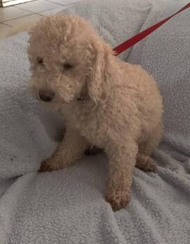 Rescue Miniature Poodle Dogs for Adoption in Moreno Valley, California - Dude | PetCurious