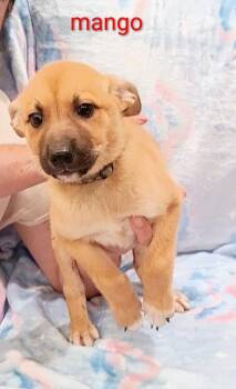Mango -  Shepherd Dog for Adoption in Frazier Park, California - Mango | PetCurious