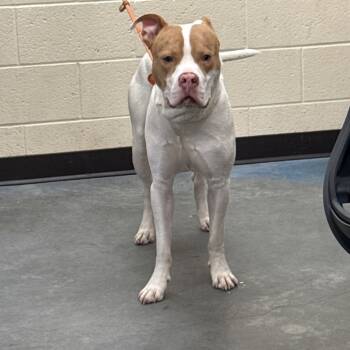 Rescue Mixed Breed Dogs for Adoption in Memphis, Tennessee - Wally | PetCurious