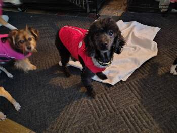 Miniature Poodle Dogs Available for Adoption - Courtesy Post - Oreo | PetCurious