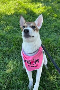 Rescue Cattle Dog and Australian Cattle Dog Blue Heeler Dogs for Adoption in Fort Lupton, Colorado - Stands With A Fist | PetCurious