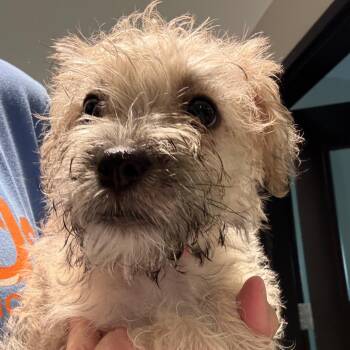 Willow 22775 -  Maltese and Miniature Schnauzer Dog for Adoption in Cumming, Georgia - Willow 22775 | PetCurious