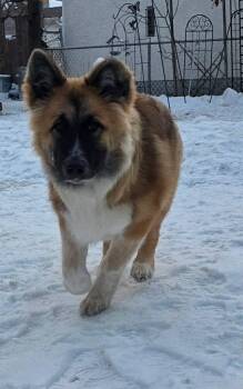 Husky and Mixed Breed Dogs Available for Adoption - Rudy | PetCurious