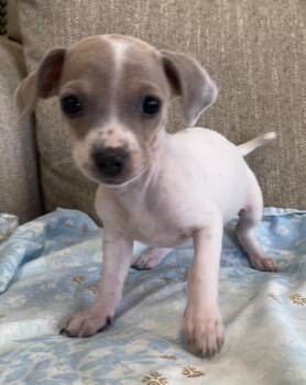Mixed Breed Dogs Available for Adoption in Thousand Oaks, California - Vino | PetCurious