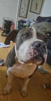 American Bulldog Dogs Available for Adoption - Frank | PetCurious