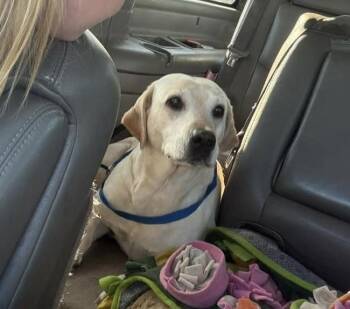 Labrador Retriever Dogs Available for Adoption in Panama City, Florida - Honey | PetCurious