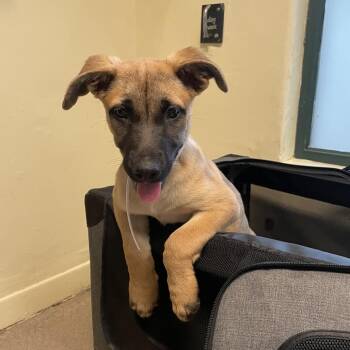 Avery -  Belgian Shepherd Malinois Dog for Adoption in Hawthorne, California - Avery | PetCurious