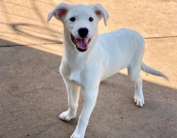 Cordelia -  Australian Shepherd and Mixed Breed Dog for Adoption in Urbandale, Iowa - Cordelia | PetCurious
