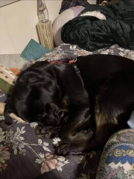 Terrier Dogs Available for Adoption - Nim | PetCurious