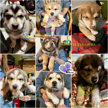 Rescue Husky and Mixed Breed Dogs for Adoption in Kenai, Alaska - Notorious B.I.G. - The Gangstas | PetCurious