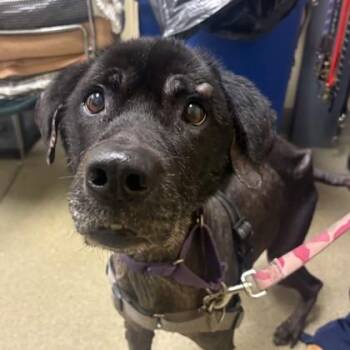 Bevy -  Labrador Retriever and Mixed Breed Dog for Adoption in Richmond, Virginia - Bevy | PetCurious