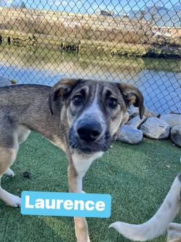 Rescue Mixed Breed Dogs for Adoption in Stamford, Connecticut - Lawrence | PetCurious