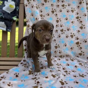Pup 2 -  Mixed Breed and Beagle Dog for Adoption in Moravia, New York - Pup 2 | PetCurious