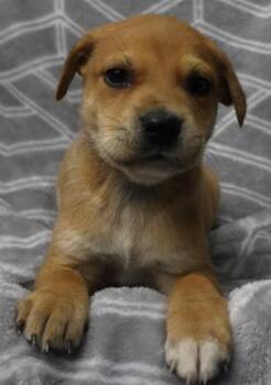 Munch -  Shepherd Dog Available for Adoption in Thief River Falls, Minnesota - Munch | PetCurious