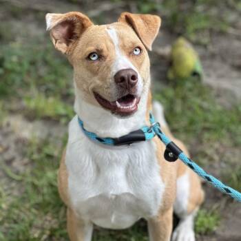 Milly -  Labrador Retriever and Mixed Breed Dog for Adoption in Hawthorne, California - Milly | PetCurious