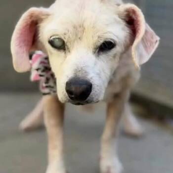 Coco Ambrosia -  Chihuahua Dog for Adoption in Ramona, California - Coco Ambrosia | PetCurious