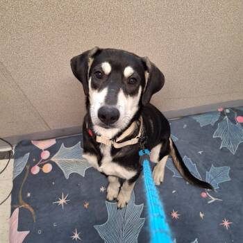 Buddy -  Black Labrador Retriever Dog for Adoption in Sadler, Texas - Buddy | PetCurious