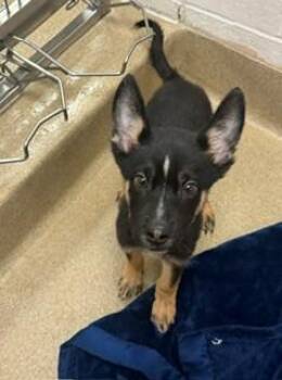 BeastBoy 179558 -  German Shepherd Dog Dog for Adoption in Visalia, California - BeastBoy 179558 | PetCurious