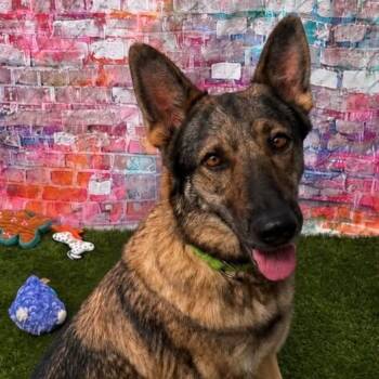 Cabela -  German Shepherd Dog Dog for Adoption in Warren, Ohio - Cabela | PetCurious