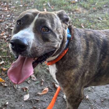Yogi Bear -  Pit Bull Terrier Dog for Adoption in Benton Harbor, Michigan - Yogi Bear | PetCurious