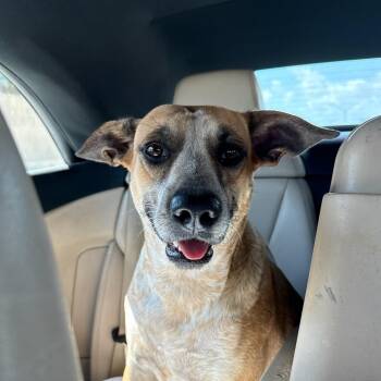 Rescue Mixed Breed Dogs for Adoption in Miami, Florida - Shani | PetCurious