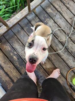 Bean -  Pit Bull Terrier Dog Available for Adoption in Bloomington, Indiana - Bean | PetCurious