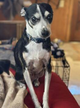 Rescue Chihuahua and Rat Terrier Dogs for Adoption in Visalia, California - Odie | PetCurious