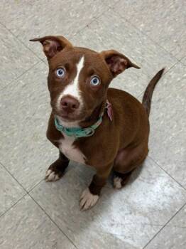 Calypso -  Labrador Retriever and Husky Dog for Adoption in Mundelein, Illinois - Calypso | PetCurious