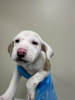 American Staffordshire Terrier Dogs Available for Adoption - FIREFLY | PetCurious