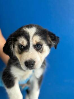 A256367 -  Siberian Husky and Mixed Breed Dog for Adoption in Visalia, California - A256367 | PetCurious