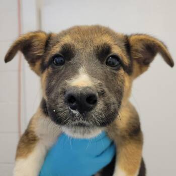 Belgian Shepherd Malinois Dogs Available for Adoption in Hattiesburg, Mississippi - Duran Duran | PetCurious