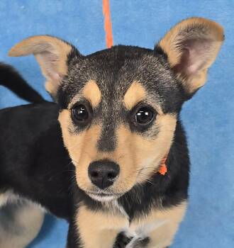 Husky Dogs Available for Adoption - Baptista | PetCurious