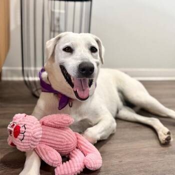 Labrador Retriever and Pit Bull Terrier Dogs Available for Adoption in Friendswood, Texas - Paloma Jumps For Joy | PetCurious
